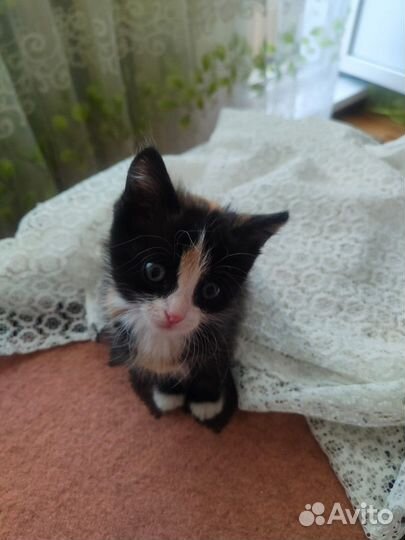 Котенок девочка в добрые руки приучена к лотку