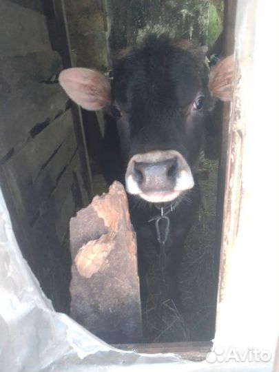 Коровы и бычок