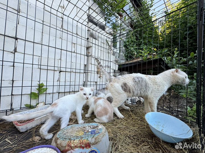 Котята бесплатно