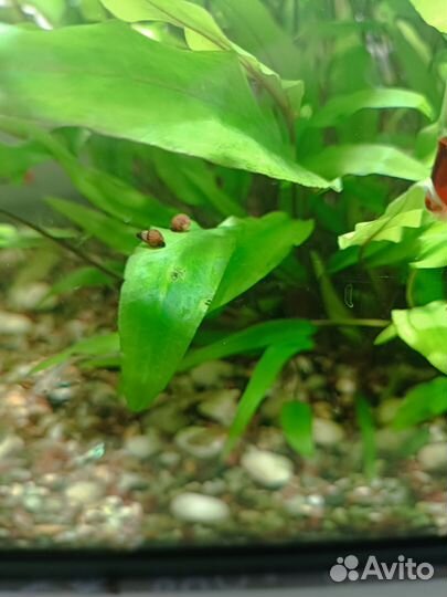 Растения, рыбки, креветки