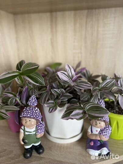 Комнатные цветы