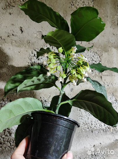 Хойя мультифлора