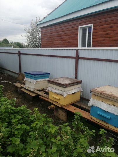 Пчелосемьи