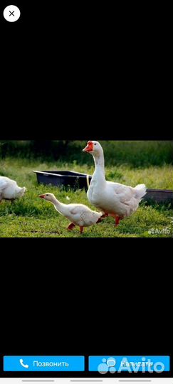Молодки.Цыплята ливенские. Гуси Линда семья
