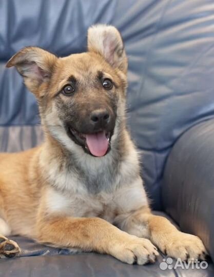 Щенок бесплатно