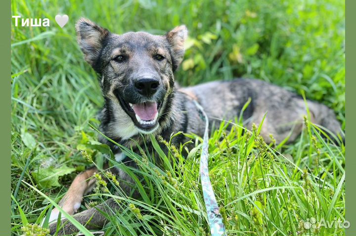 Миниатюрная собака из приюта