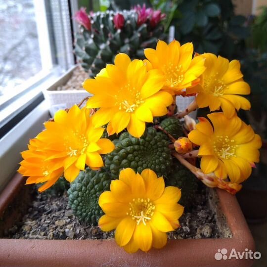 Кактус Rebutia marsoneri, Rebutia pulvinosa семена
