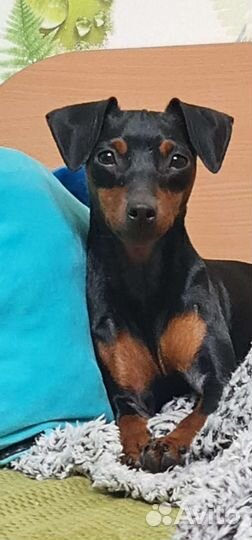 Цвергпинчер