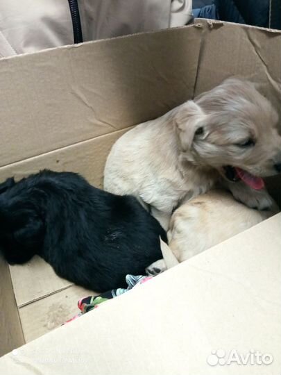 Лабрадор ретривер щенки