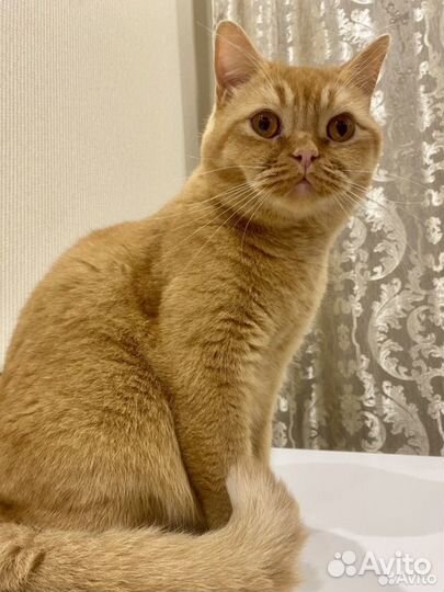 Передержка домашних кошек
