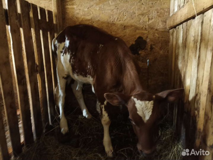 Телочка айширская