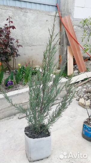 Можжевельник «Блю Арроу»