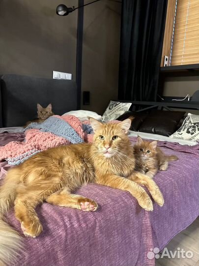 Мейн-кун вязка