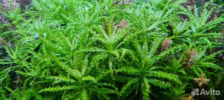 Аквариумные растения