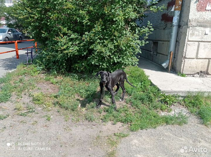 Немецкий дог