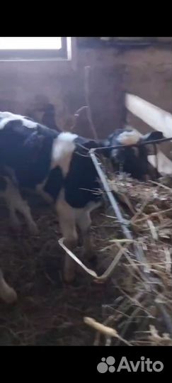 Бычки 1 мес