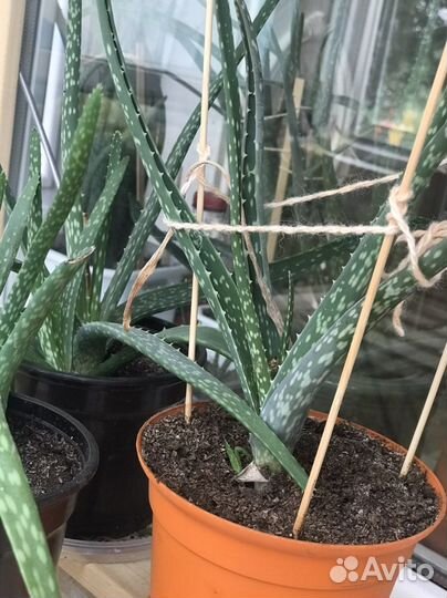 Комнатные цветы алоэ