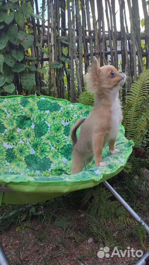 Мини Девочка Чихуахуа