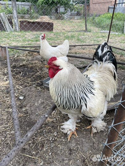 Инкубационное яйцо породы - 