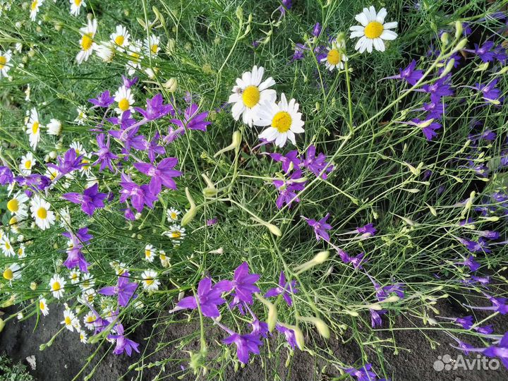 Многолетник