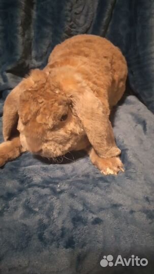 Карликовый рекс плюш