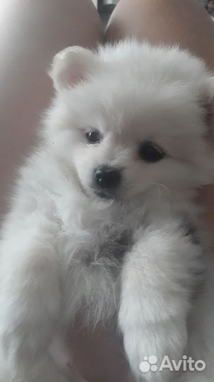 Щенки шпица