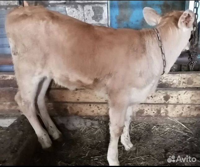 Телочка 2 месяца