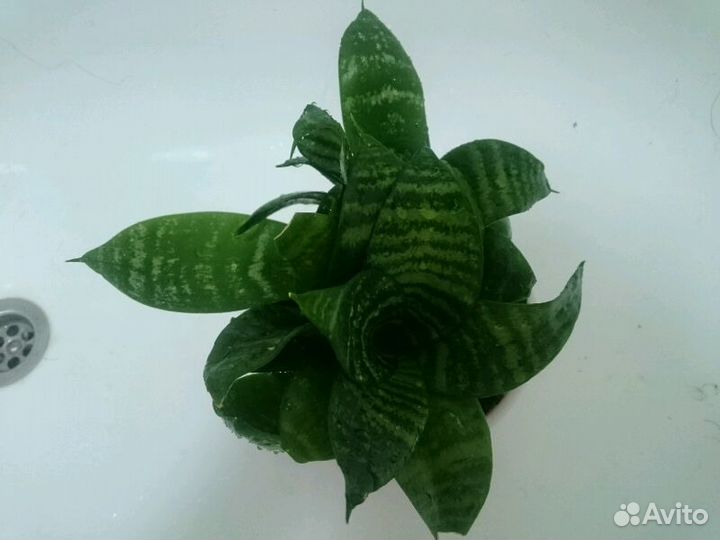 Комнатное растение. Сансевиерия ханни