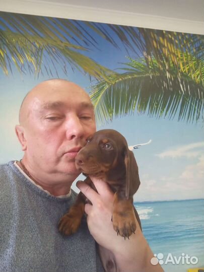 Щенки таксы гладкошёрстной