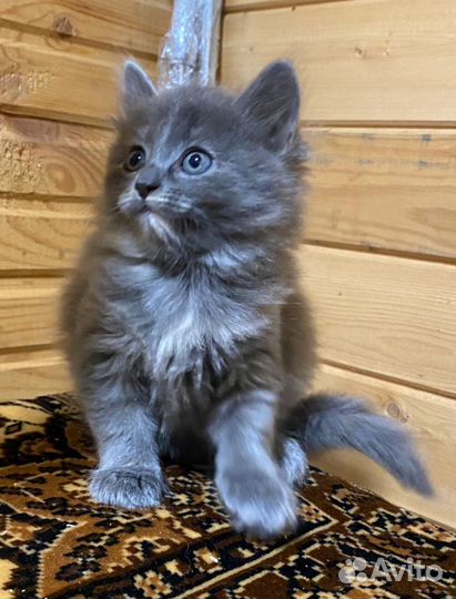 Котенок в добрые руки