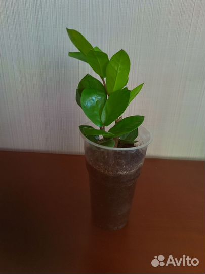 Замиокулькас