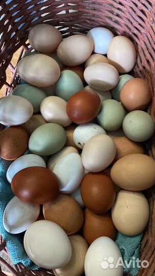 Яйца для инкубации