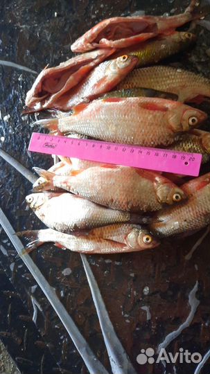 Продам рыбу плотва