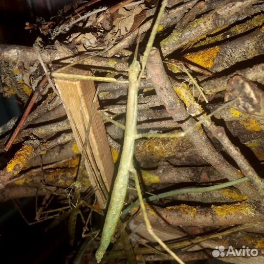 Аннамский палочник - насекомое