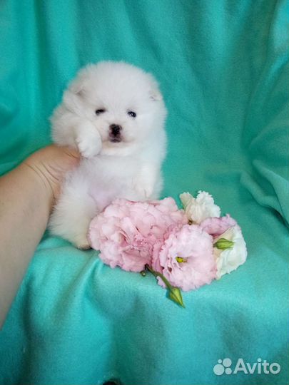 Белоснежные и кремовые