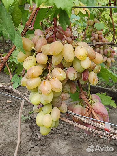 Саженцы винограда
