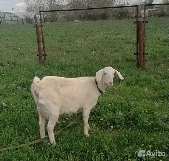 Козочка дойная