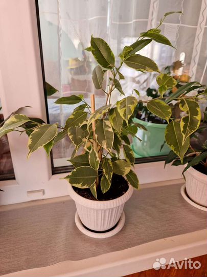 Фикус бенджамина