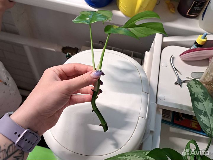 Рафидофора тетрасперма