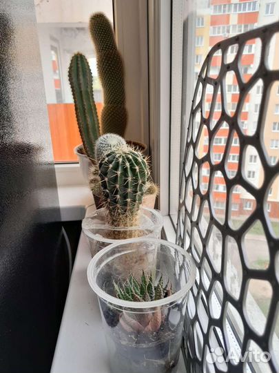 Комнатные цветы разные