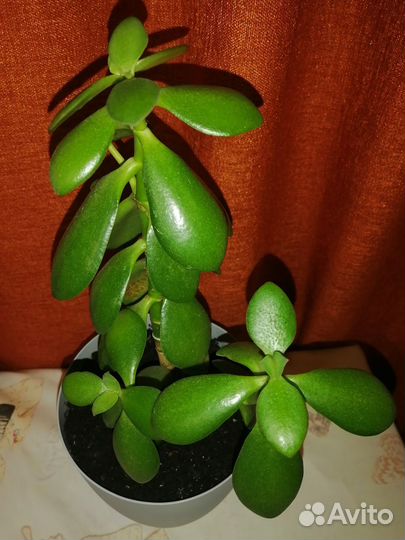 Денежное дерево красула толстянка