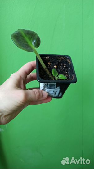 Фиалки набор деток