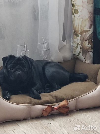 Мопс(вязка)