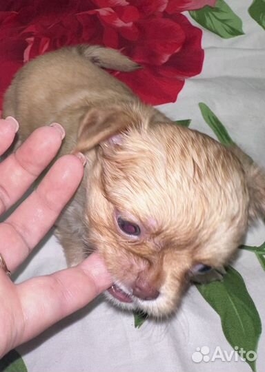 Чихуахуа мини мальчик
