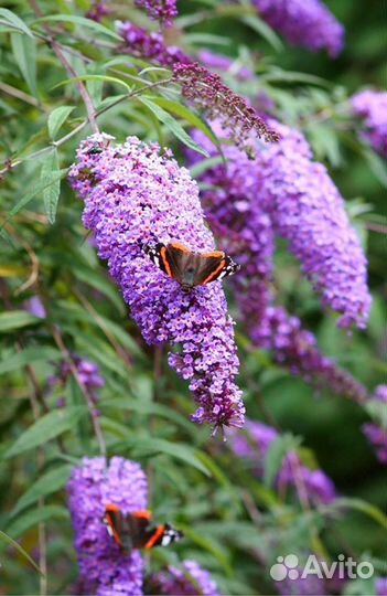 Буддлея Давида