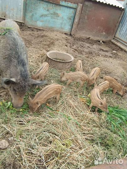 Дикие кабанчики