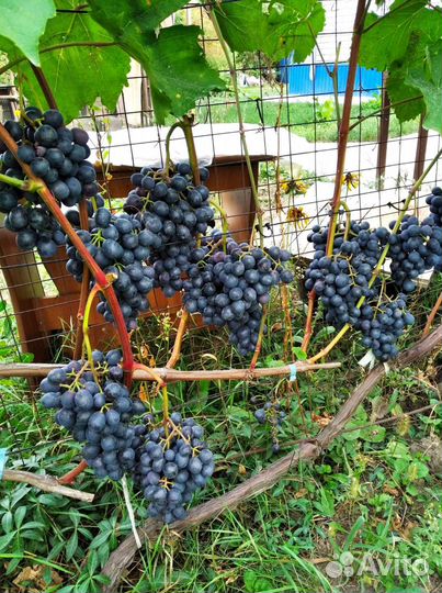 Саженцы винограда