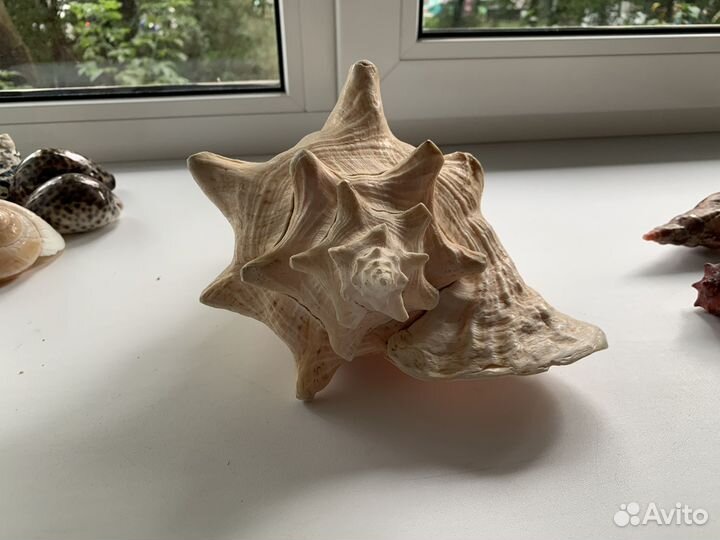 Ракушки, раковины