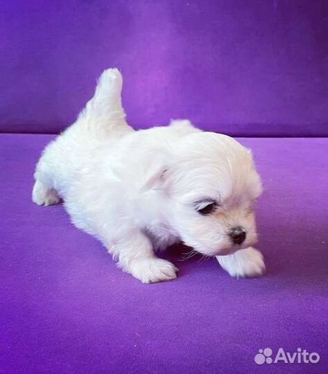 Мальтийская болонка щенки