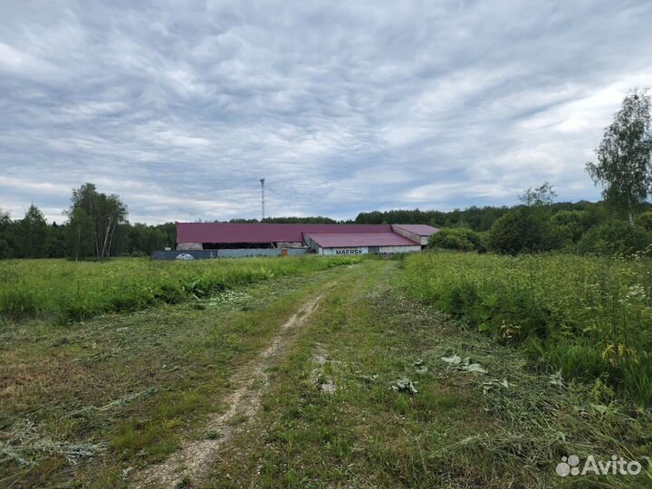 Птичник, выращивание птиц